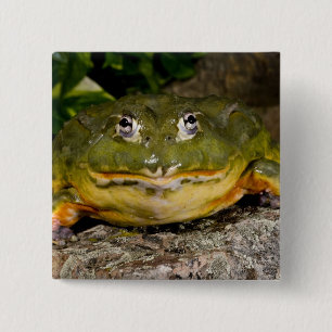 African Burrowing Bullfrog, Pyxicephalus 15 Cm Square Badge