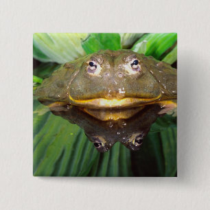 African Burrowing Bullfrog, Pyxicephalus 2 15 Cm Square Badge