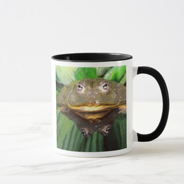 African Burrowing Bullfrog, Pyxicephalus 2 Mug (Right)