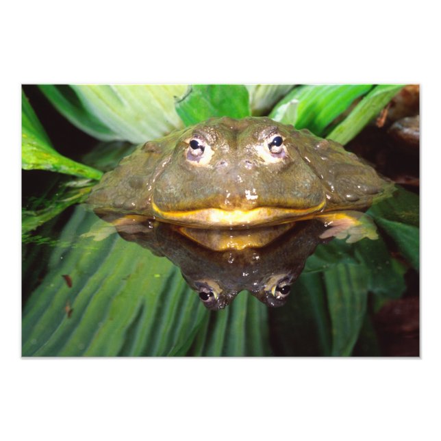 African Burrowing Bullfrog, Pyxicephalus 2 Photo Print (Front)