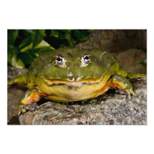 African Burrowing Bullfrog, Pyxicephalus 2 Photo Print