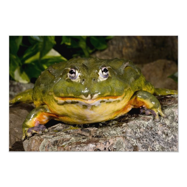 African Burrowing Bullfrog, Pyxicephalus 2 Photo Print (Front)