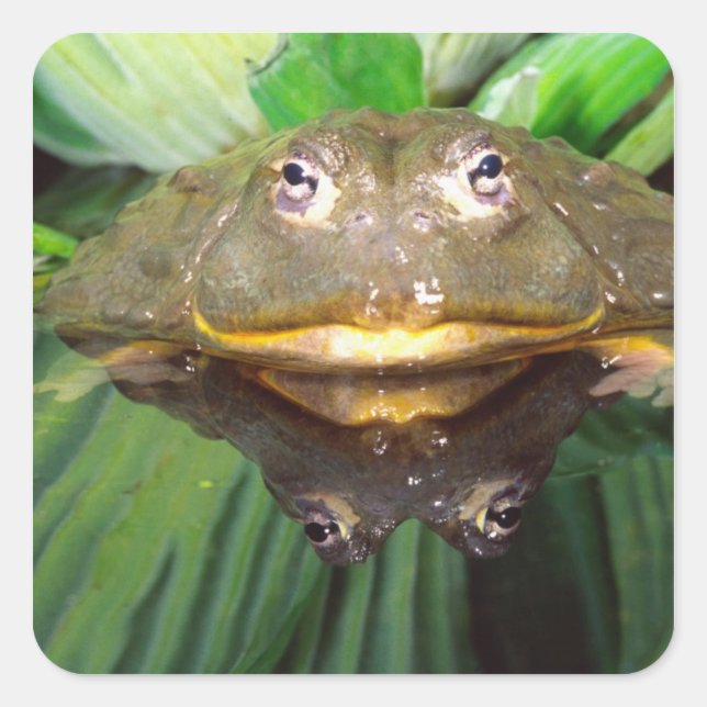 African Burrowing Bullfrog, Pyxicephalus 2 Square Sticker (Front)