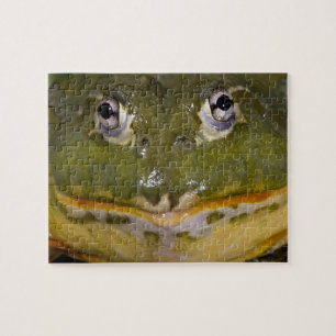 African Burrowing Bullfrog, Pyxicephalus Jigsaw Puzzle