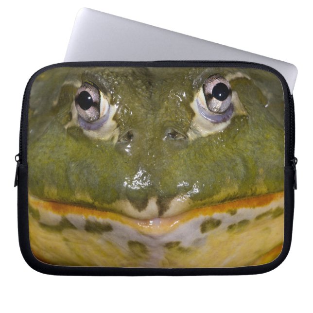 African Burrowing Bullfrog, Pyxicephalus Laptop Sleeve (Front)