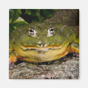 African Burrowing Bullfrog, Pyxicephalus Magnet