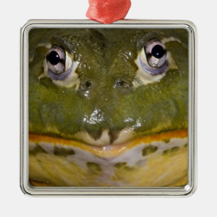 African Burrowing Bullfrog, Pyxicephalus Metal Tree Decoration