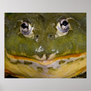 African Burrowing Bullfrog, Pyxicephalus Poster