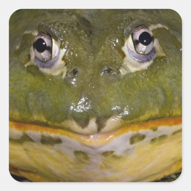 African Burrowing Bullfrog, Pyxicephalus Square Sticker (Front)