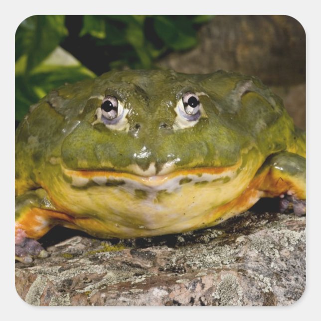African Burrowing Bullfrog, Pyxicephalus Square Sticker (Front)