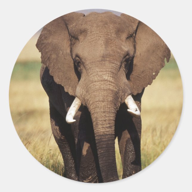 African Bush Elephant Classic Round Sticker (Front)