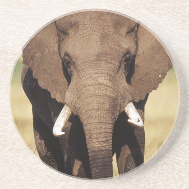African Bush Elephant Coaster (Front)