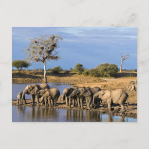 African Bush Elephant (Loxodonta Africana) Herd Postcard