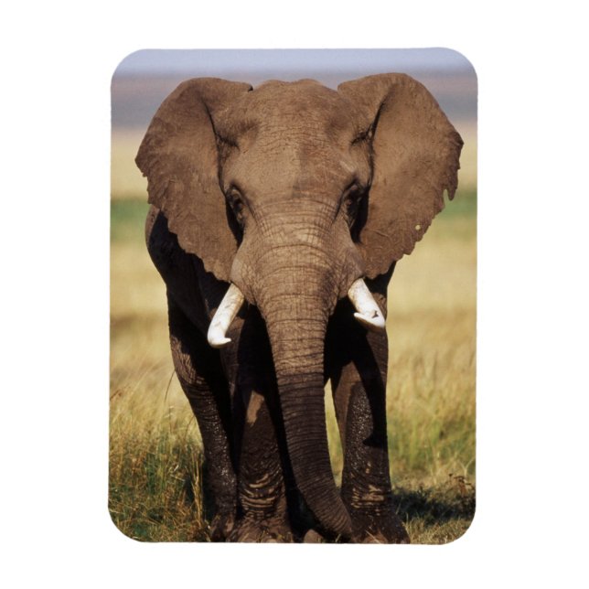 African Bush Elephant Magnet (Vertical)