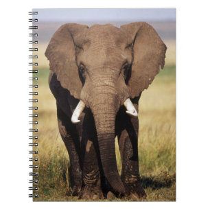 African Bush Elephant Notebook