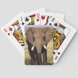African Bush Elephant Playing Cards
