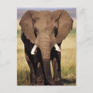 African Bush Elephant Postcard