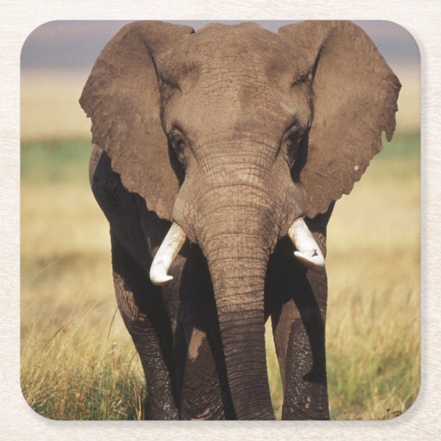 African Bush Elephant Square Paper Coaster (Front)