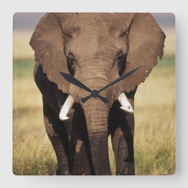 African Bush Elephant Square Wall Clock (Front)