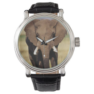 African Bush Elephant Watch