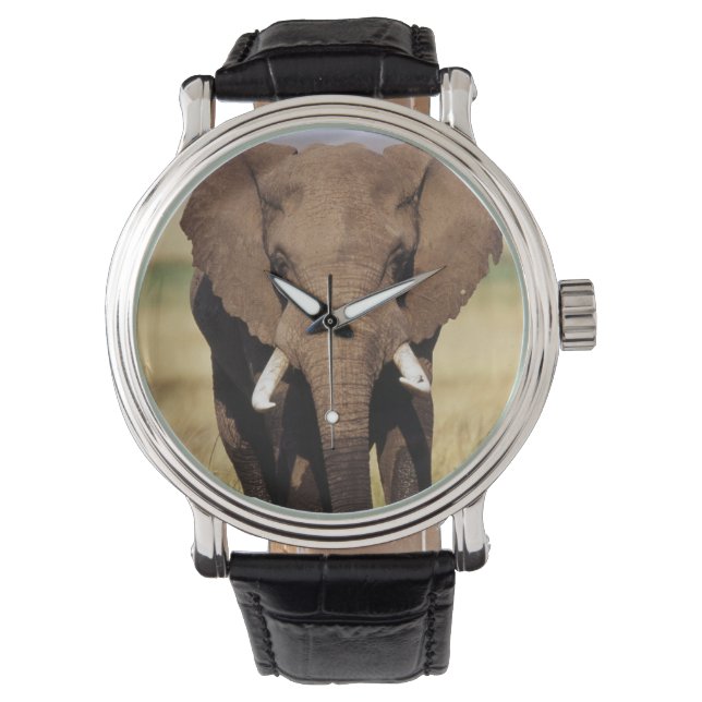 African Bush Elephant Watch (Front)