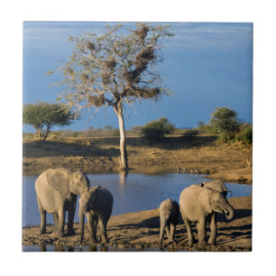African Bush Elephants (Loxodonta Africana) Ceramic Tile