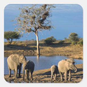 African Bush Elephants (Loxodonta Africana) Square Sticker