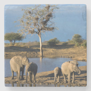 African Bush Elephants (Loxodonta Africana) Stone Coaster