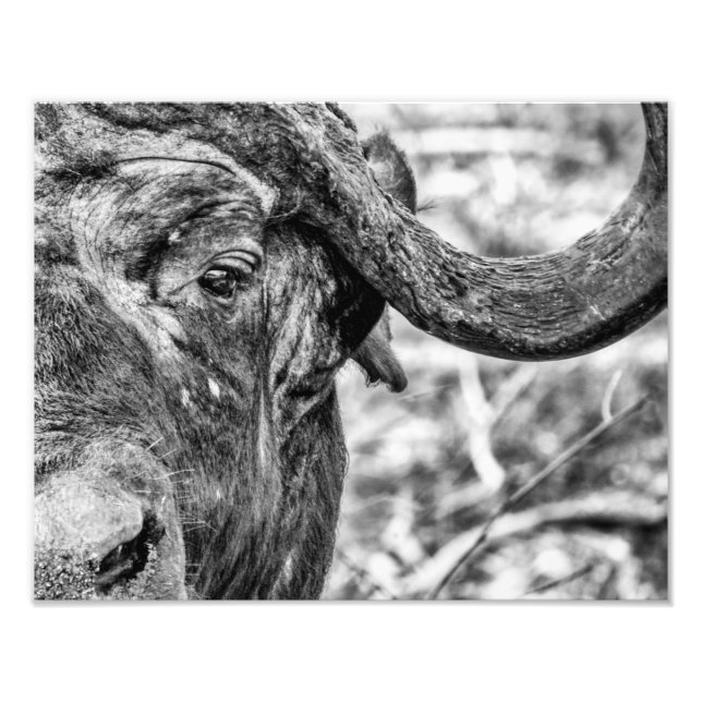 African Cape Buffalo Portrait Print (Front)