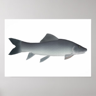 African Carp Poster