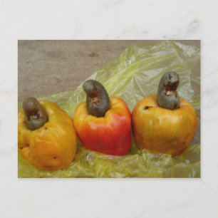 African Cashew Nut Fruit Postcard