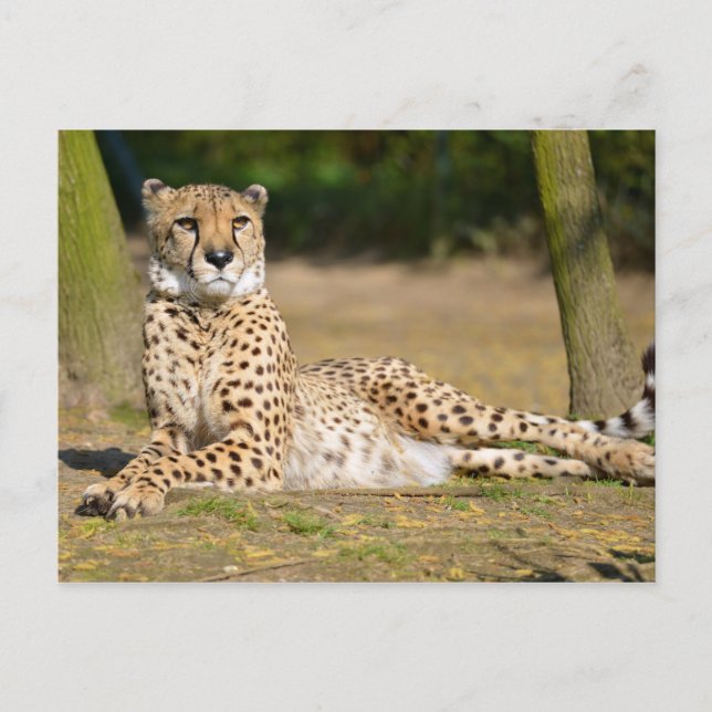 African Cheetah lying on ground Postcard (Front)