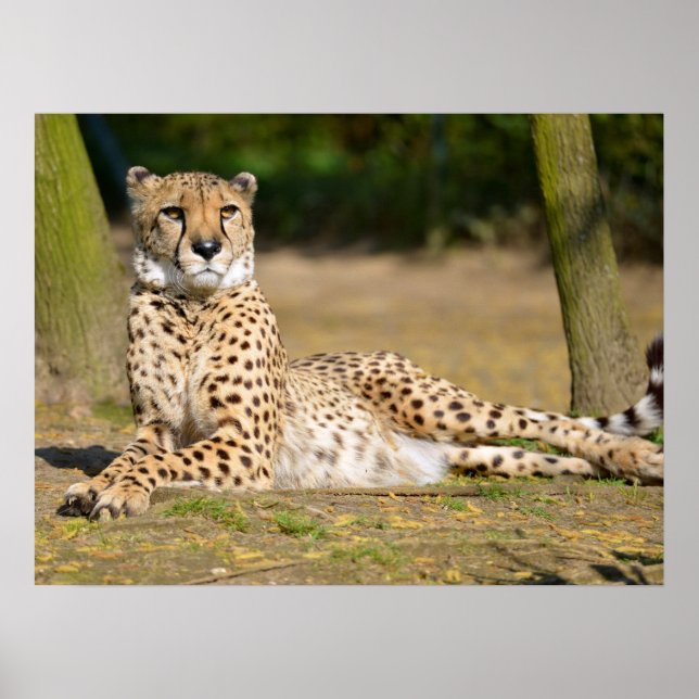 African Cheetah lying on ground Poster (Front)
