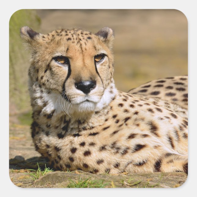 African Cheetah lying on ground Square Sticker (Front)