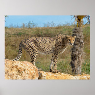African Cheetah on rock Poster