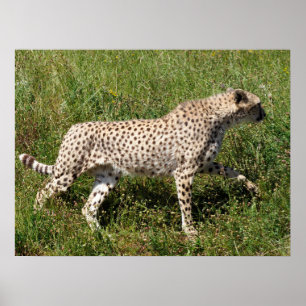 African Cheetah walking on grass Poster