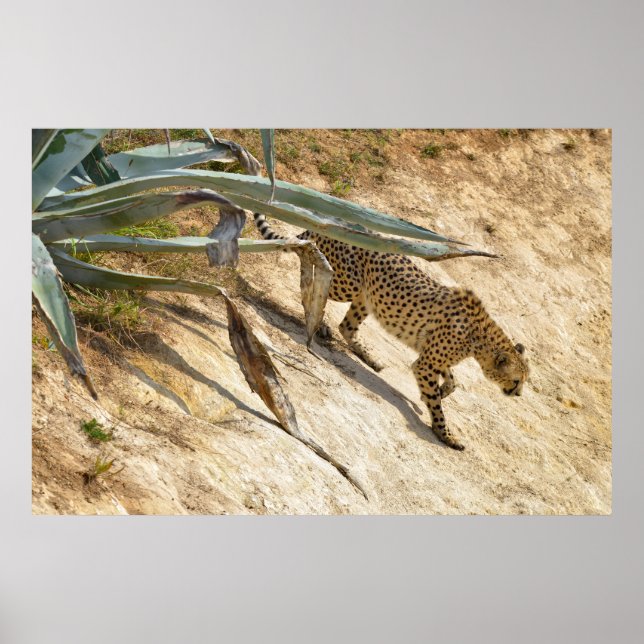 African Cheetah walking on ground Poster (Front)