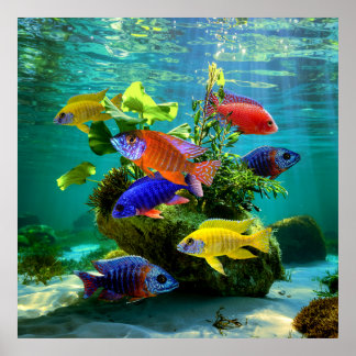 African Cichlids Peacock Cichlid Aquarium Art Poster