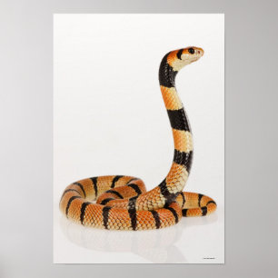 African coral snake (Aspidelaps lubricus) Poster