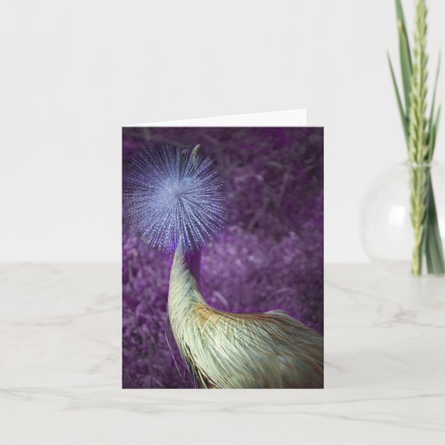 african crowned crane card (Front)