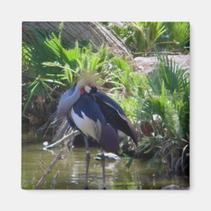 African crowned crane magnet