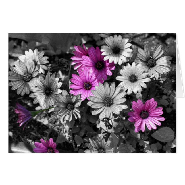 African Daisies Black And White Flower Card (Front Horizontal)