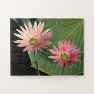 African Daisies Bute Park, Cardiff, Wales Jigsaw Puzzle