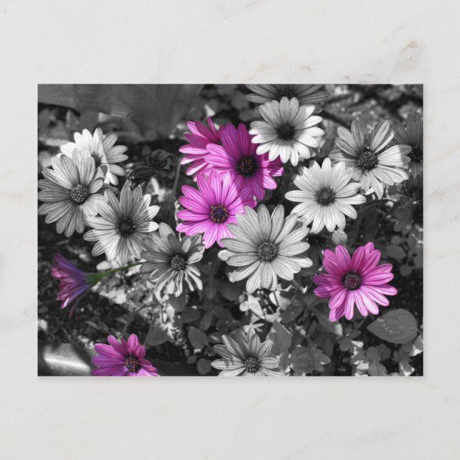 African Daisies BW Floral Postcard (Front)