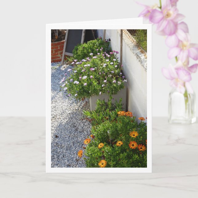 African Daisies Portrait Card (Orchid)