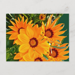 African Daisies Postcard