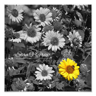 African Daisies Selective Colour Wall Art Print