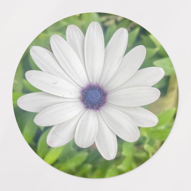 African Daisy (Design 2)