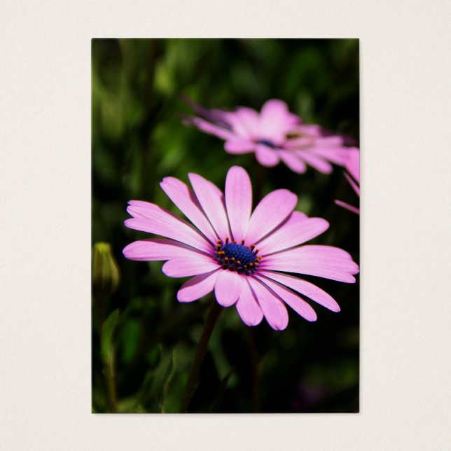 African Daisy (Front)