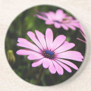 African Daisy Coaster